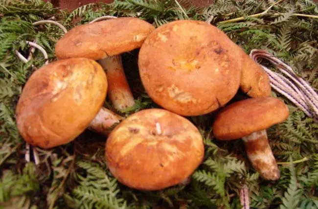 菌菌.webp.jpg