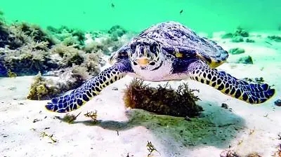 捕捉国家重点保护水生野生动物审批海南三亚代办