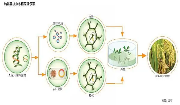 海南农业转基因生物加工许可证办理