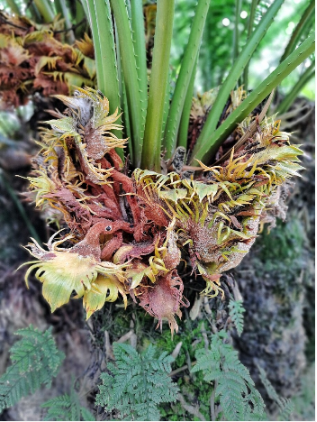 海南国家一级保护野生植物采集许可证